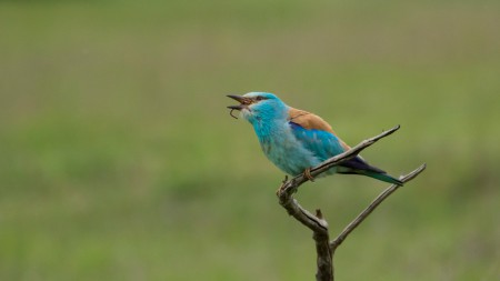 Európai szalakóta (Coracias garrulus) - Hamm